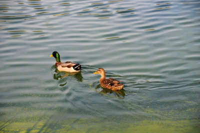 Harlem Meer