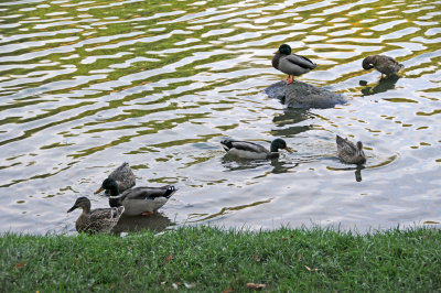 Harlem Meer