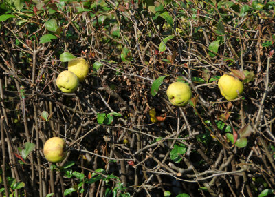 Quince Fruit - French Conservatory Garden