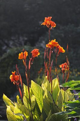 French Conservatory Garden