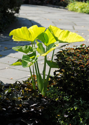 English Conservatory Garden