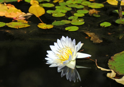 English Conservatory Garden