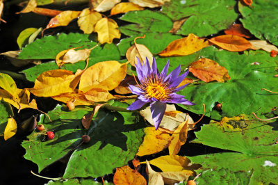 English Conservatory Garden