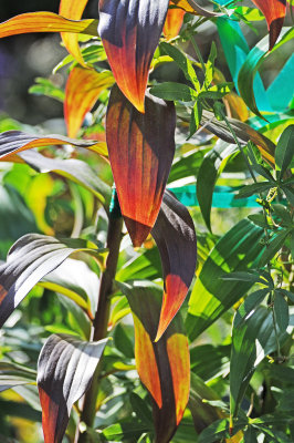 Fall Lily Foliage