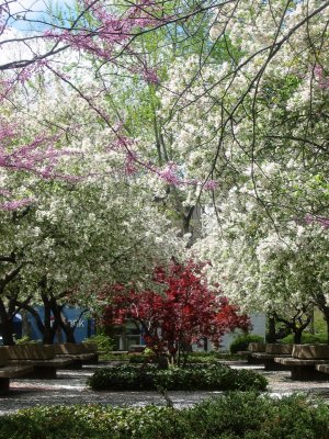 Garden View - Red Maple, Crab Apple & Cercis Tree Blossoms