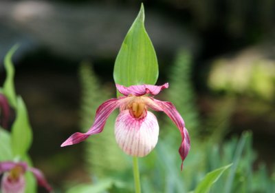 Native Orchid - Rock Garden