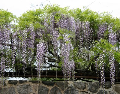 Wisteria - New York Botanical Gardens