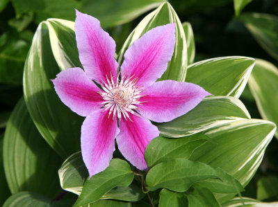 Clematis in a Hosta Bed