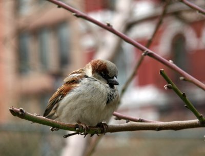 Sparrow in a Peach Tree on a Cold Day