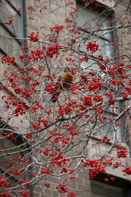 Robin in a Hawthorne Tree