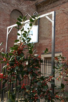 St Luke's School Entrance - Holly Bush