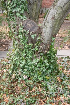 Ivy on a Crab Apple Tree in St Luke's Church Garden