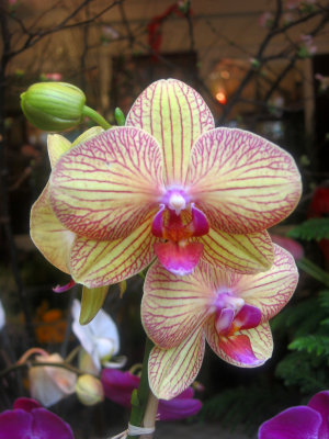 Orchid Blossoms - University Floral Designs Window Exhibit