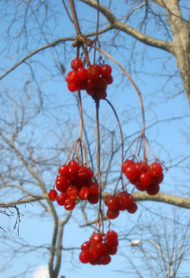 Unknown Berry Bush - Golden Swan Garden