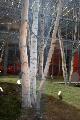 NY Times Building - Interior Birch Tree Garden
