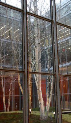 NY Times Building - Interior Birch Tree Garden