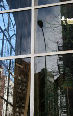 Florist Store Window with Reflections