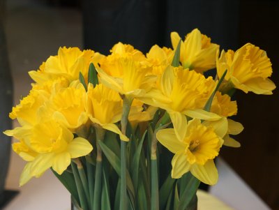 Daffodils in a Store Window