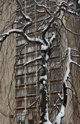 Beech Tree & NYU Silver Tower Residence