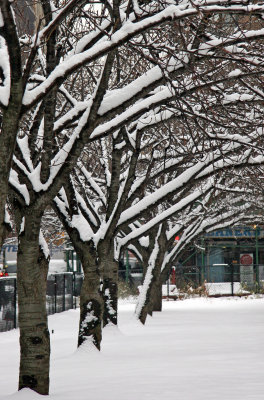 Snow on Cherry Trees