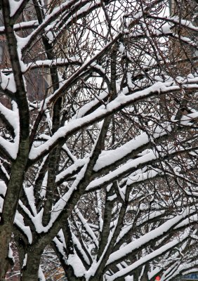 Snow on Cherry Trees