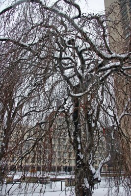 Snow on a Beech Tree