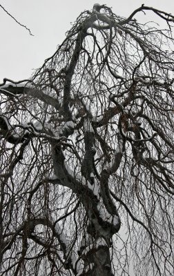 Snow on a Beech Tree