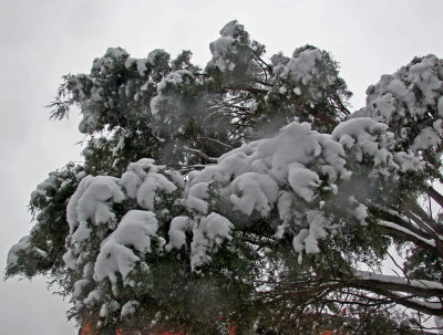 Juniper Tree at LaGuardia Place & West Houston