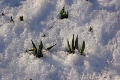 Tulip Sprouts in Snow