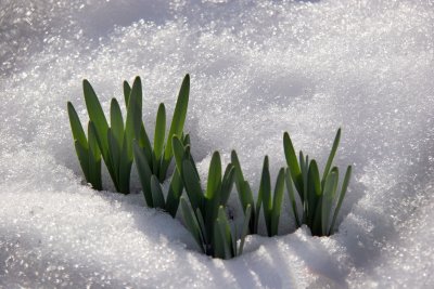 Daffodil Spouts in Snow