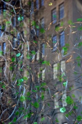 'Growing Green Things' - NYU Gallery Windows