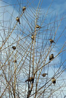 11 Sparrows in a Tree