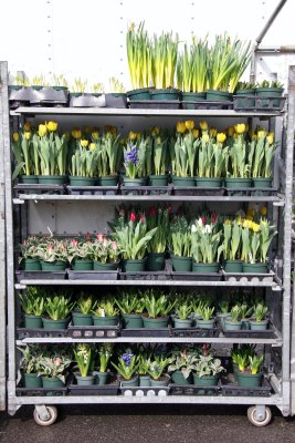Farmers Market - Spring Flowers
