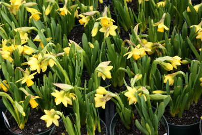 Farmers Market - Miniature Daffodils