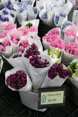 Farmers Market - Hyacinths