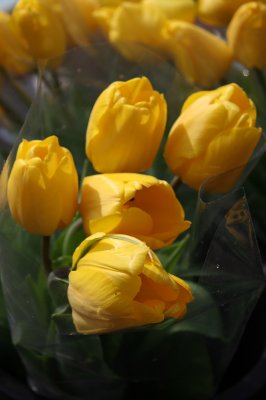 Farmers Market - Yellow Tulips