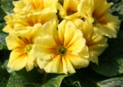 Farmers Market - Primroses