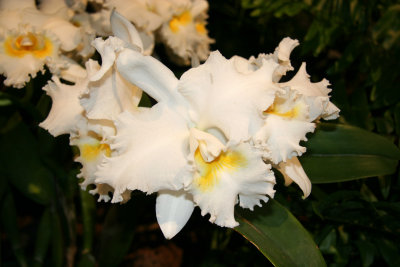 Flower Show - Orchids