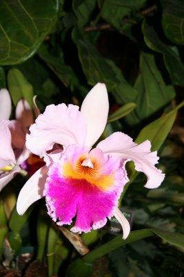 Flower Show - Orchid