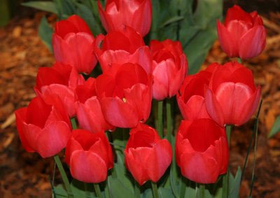 Flower Show - Tulips