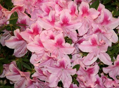 Flower Show - Rhododendrons