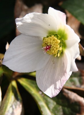 Heleborus or Lenten Rose