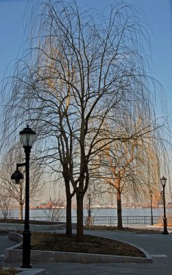 Park View - Willow Trees