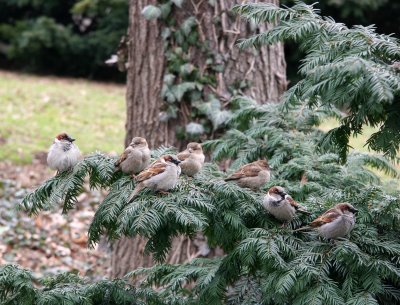 Seven Sparrows on a Fir Tree Bough