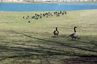 Canadian Geese - Hudson River Park