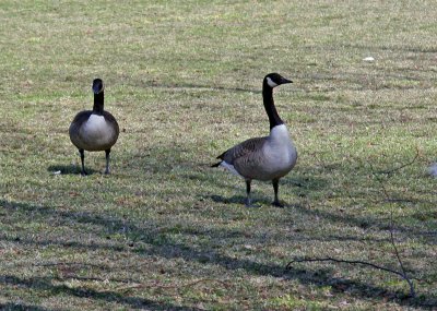 Canadian Geese - Hudson River Park