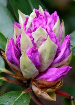 Rhododendron Flower Bud