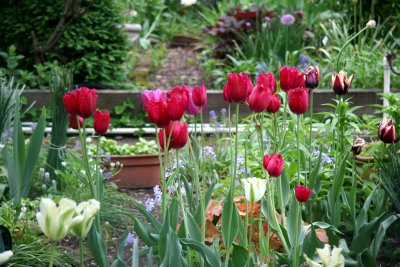 Garden View - Tulips