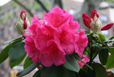 Rhododendron Blossoms