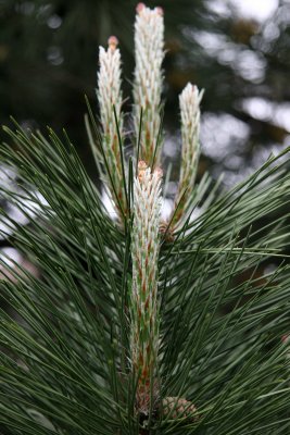 Candelabra Pine